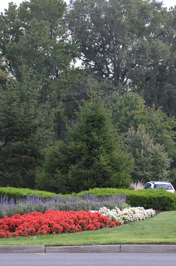 Commercial Landscape Management | Youngs Landscape Management Inc