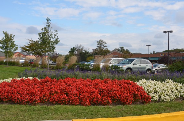 Commercial Landscape Management | Youngs Landscape Management Inc