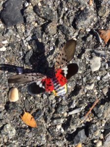 spotted laternflies